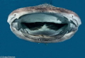   Whale Shark visits Pompano Beach Florida Sunday November 252012. About 1.5 miles South Hillsboro Inlet half mile off shore. Shot Canon 7DTokina 1017 Nauticam Housing YSD1 strobes. 25,2012. 25,2012 15 shore 10-17 10 17 YS-D1 YS D1 strobes  